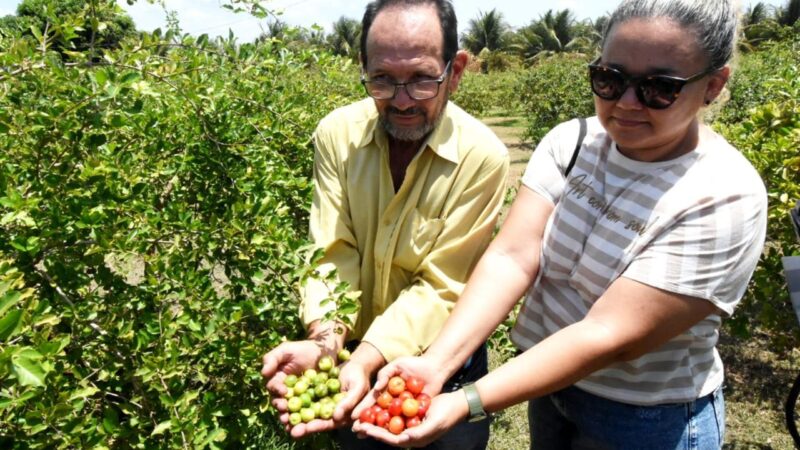 Piauí exporta acerola dos Tabuleiros Litorâneos de Parnaíba para os EUA e Europa