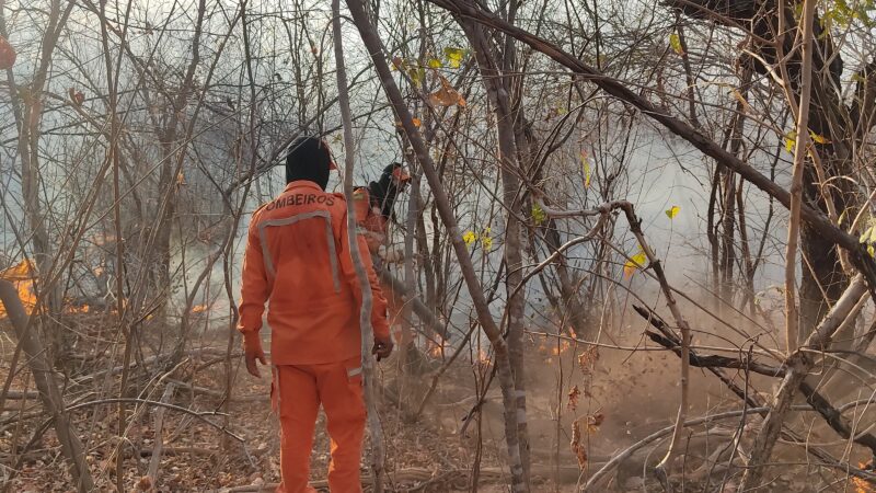Corpo de Bombeiros já combateu 442 incêndios florestais no Piauí em 2024