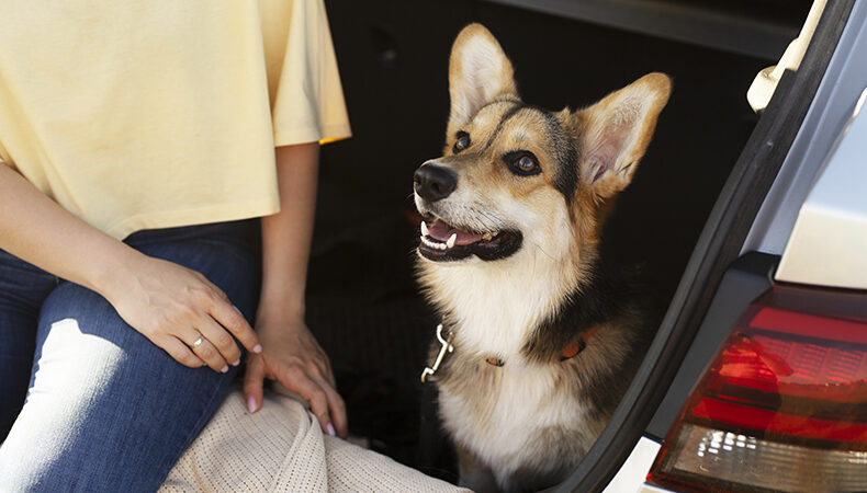 Lei estabelece multa de até R$ 8 mil para quem deixar animais sozinhos em veículos em Teresina