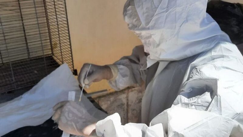 Sada e Adapi descartam caso suspeito de Influenza Aviária no Piauí