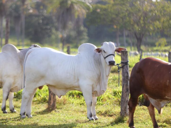 Piauí inicia campanha de atualização de rebanhos de olho em selo internacional