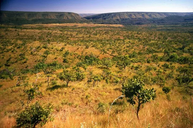 Piauí reduz 10% do desmatamento no Cerrado e amplia fiscalização em 237%