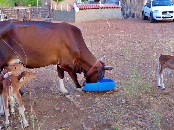 Vaca dá à luz trigêmeas em caso raro no Piauí, surpreendendo moradores e especialistas