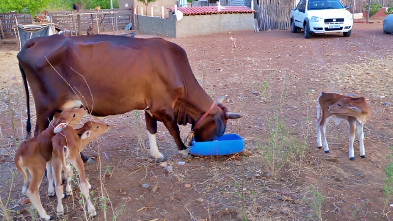 Vaca dá à luz trigêmeas em caso raro no Piauí, surpreendendo moradores e especialistas