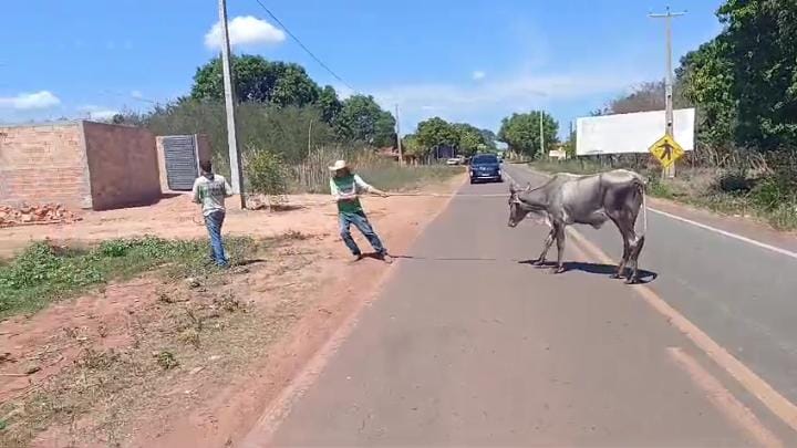 Em 03 dias, 52 animais soltos às margens de rodovias no norte do Piauí são recolhidos pela PRF