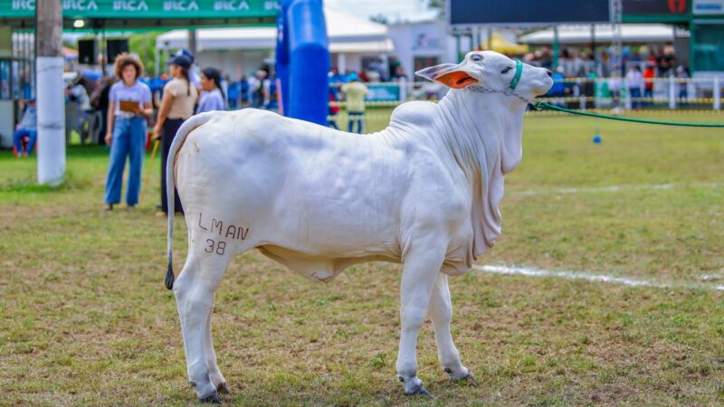 Etapa da maior exposição brasileira de gado nelore reúne criadores de todo país na Expoapi