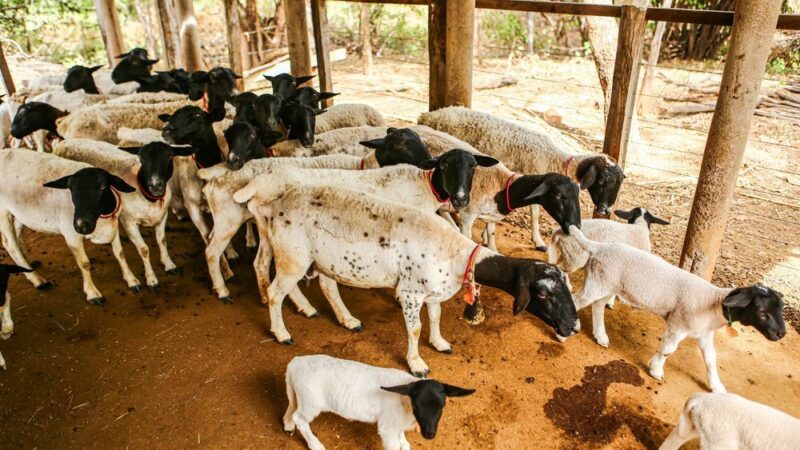 Programa vai oferecer capacitações para fortalecer cooperativas da agricultura familiar no Piauí
