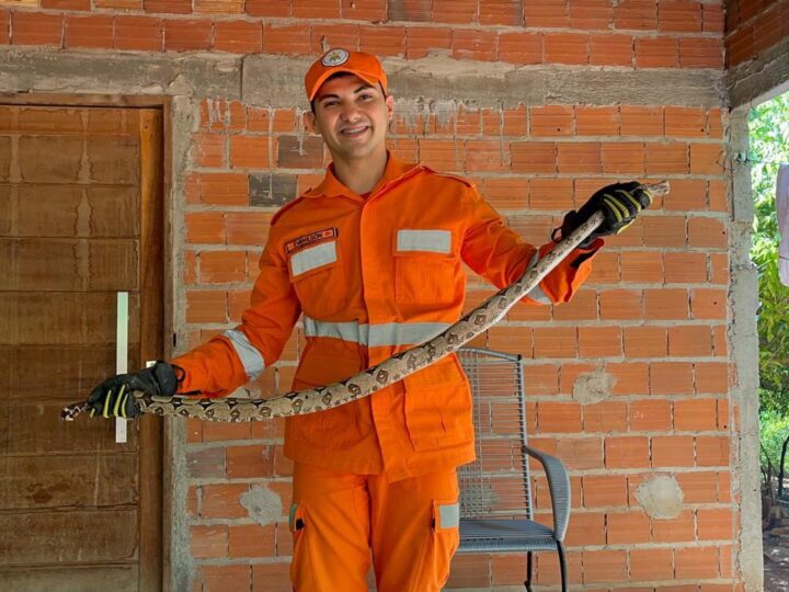 Bombeiros ampliam ações de resgates de animais silvestres