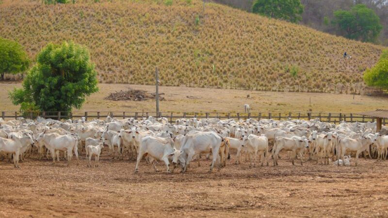 Com status de área livre de febre aftosa sem vacinação, mercado bovino do Piauí para outros estados cresce 24%