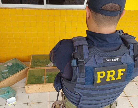 PRF aprende mais de 300 pássaros sendo transportados ilegalmente