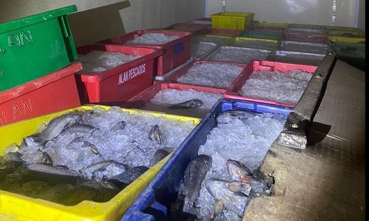 Polícia Militar apreende 8 toneladas de peixes transportados ilegalmente no Piauí