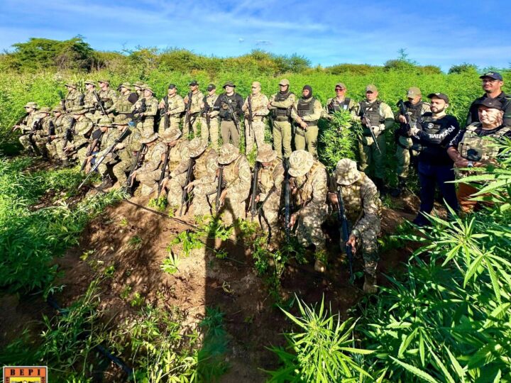 Polícia Militar desarticula roça de maconha com três hectares no sul do Piauí