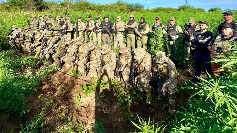 Polícia Militar desarticula roça de maconha com três hectares no sul do Piauí