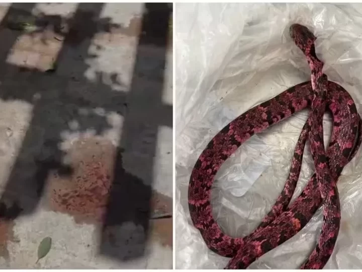 Homem tenta engolir cobra, passa mal e vomita o animal no interior do Ceará