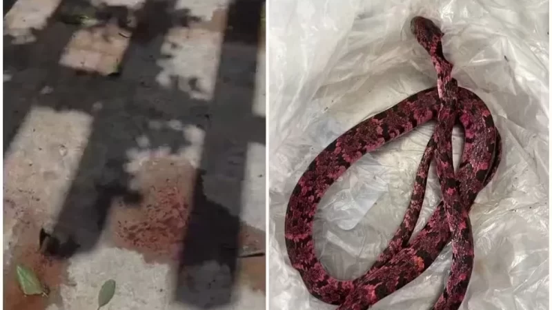 Homem tenta engolir cobra, passa mal e vomita o animal no interior do Ceará