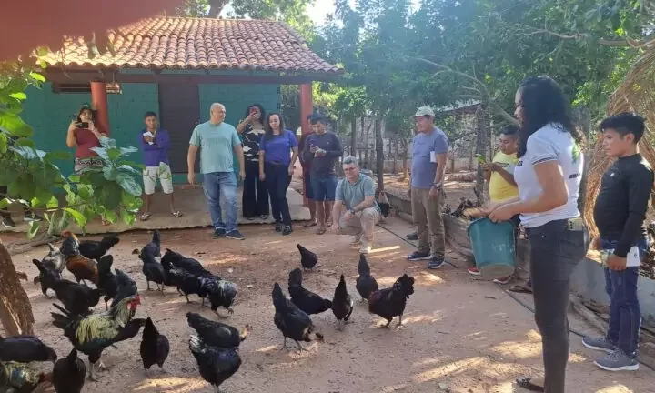 Governo do Piauí declara estado de emergência zoossanitária para prevenção da influenza aviária H5N1