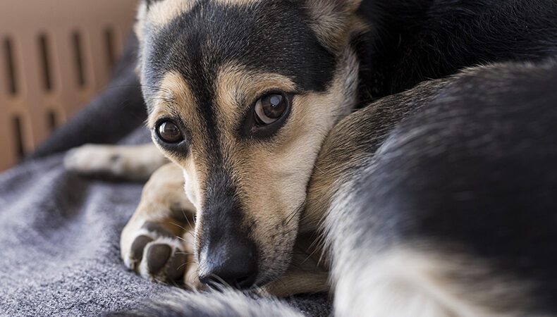 Denúncias de maus-tratos a animais no Piauí chegam a um caso a cada seis horas, aponta Semarh