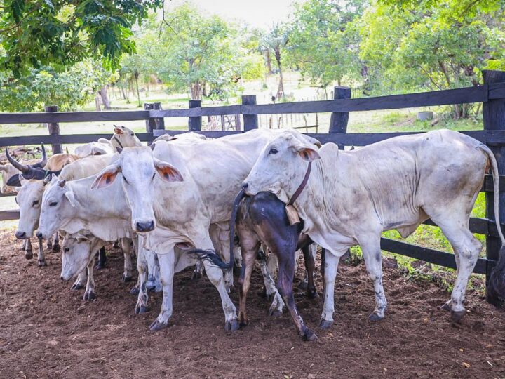 Piauí será reconhecido como área livre de febre aftosa sem vacinação na próxima semana