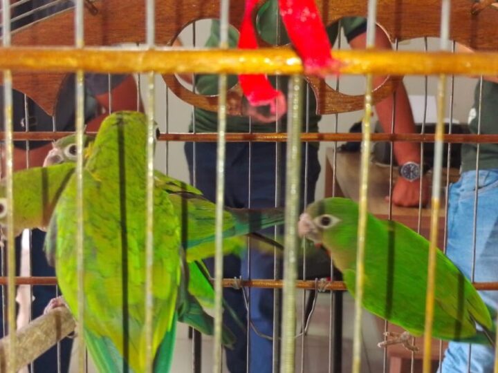 Semarh acolhe e recupera animais silvestres resgatados no Piauí