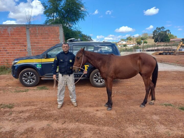 Operação Armentum VI: PRF retira 81 animais das rodovias federais na região de Picos