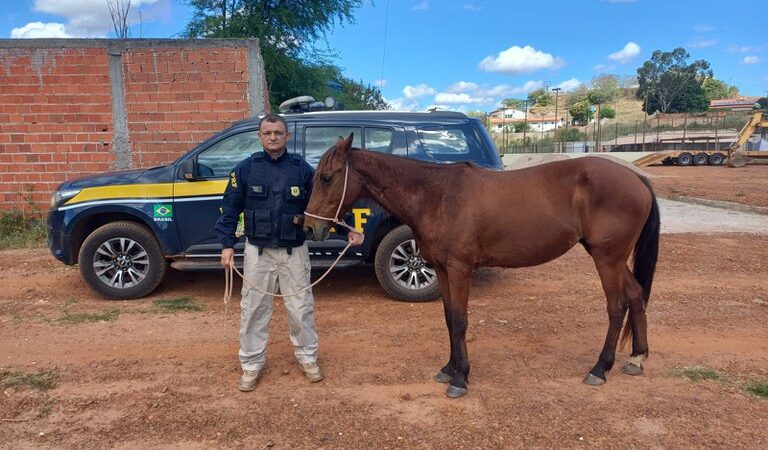 Operação Armentum VI: PRF retira 81 animais das rodovias federais na região de Picos