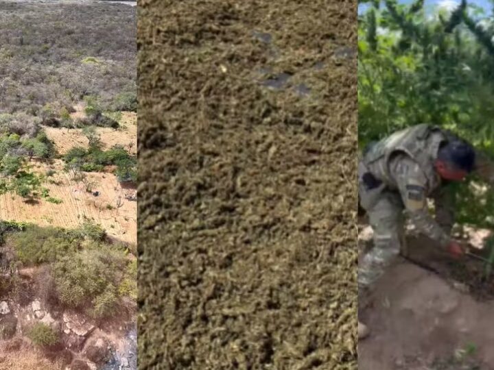 Plantação com cinco toneladas de maconha é encontrada durante operação integrada entre Piauí e Pernambuco