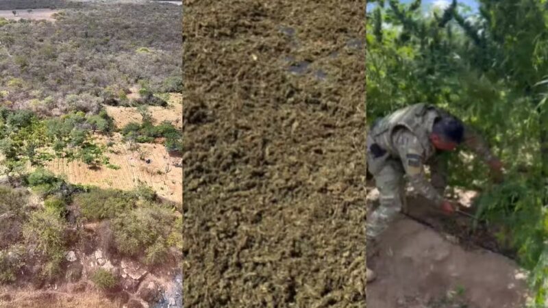 Plantação com cinco toneladas de maconha é encontrada durante operação integrada entre Piauí e Pernambuco