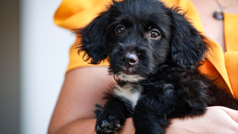 Governo aprova lei que torna crime tatuar e colocar piercings em cães e gatos