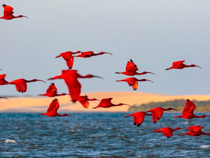 Delta do Parnaíba registra crescimento no fluxo de turistas e se destaca como referência nacional em ecoturismo