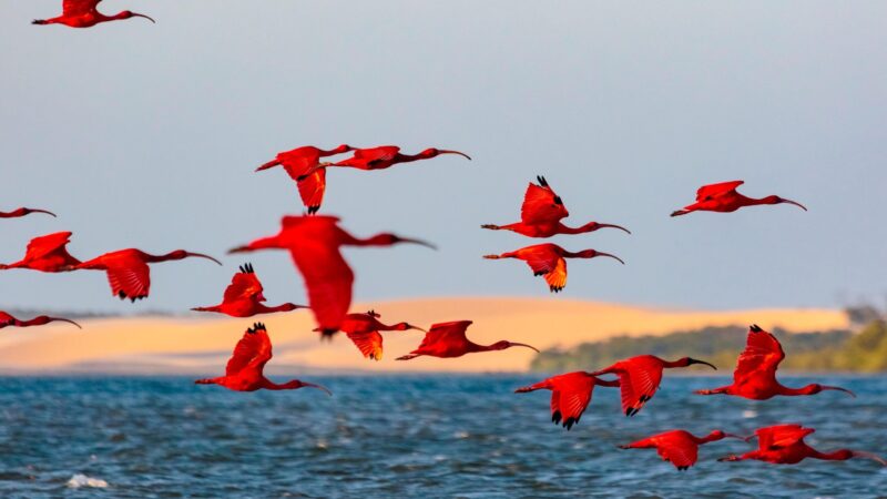 Delta do Parnaíba registra crescimento no fluxo de turistas e se destaca como referência nacional em ecoturismo