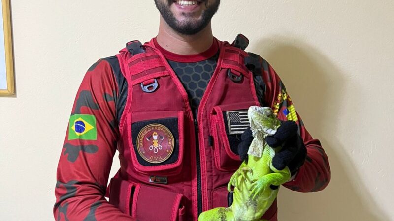 Camaleão é capturado com segurança por bombeiro civil no centro de Piripiri