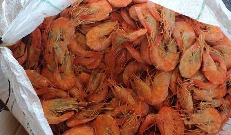 PRF apreende mais de 1,3 tonelada de pescado impróprio para consumo em ônibus na BR-343, em Piripiri