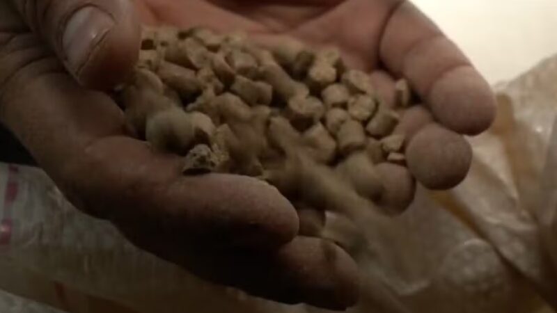 Aumenta para 284 o número de cavalos mortos em caso inédito de ração tóxica, diz Ministério da Agricultura