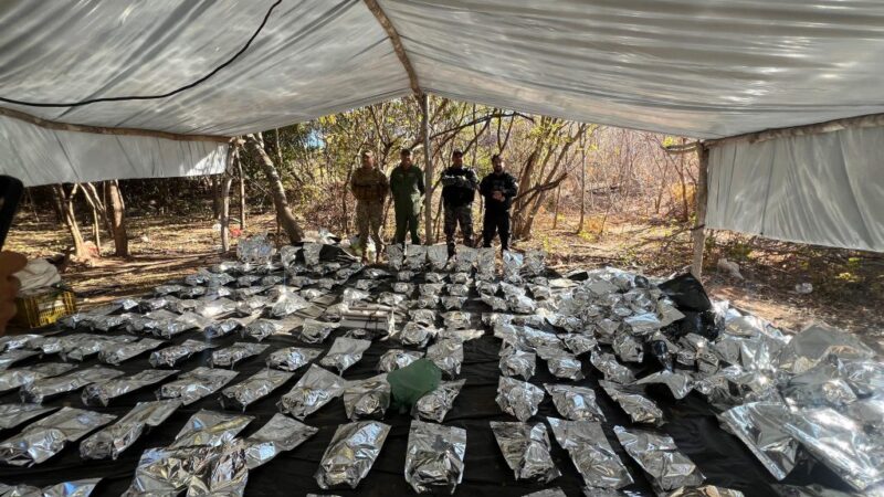 Polícias Civil e Militar desarticulam roça de maconha no sul do Piauí em ação do Pacto pela Ordem