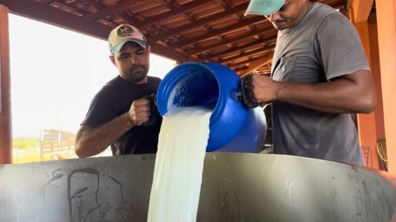 Investimentos na produção de leite aumentam renda de agricultores familiares e beneficiam 6 mil famílias em vulnerabilidade social