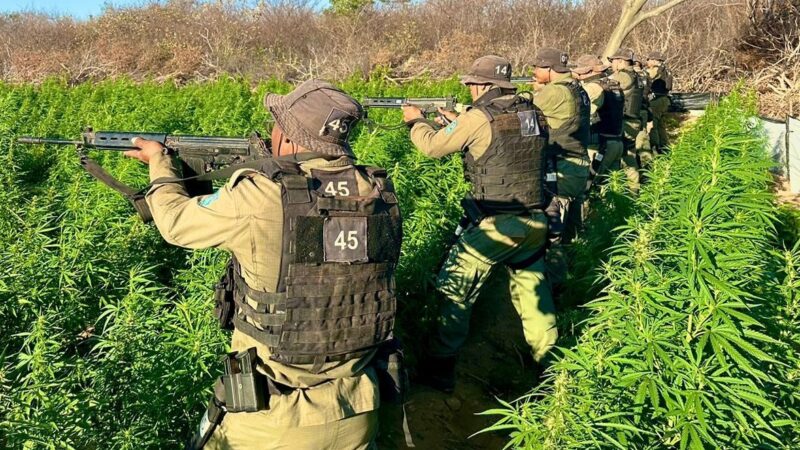 Apreensão de maconha no Piauí cresce mais de 500%, um dos melhores resultados do país