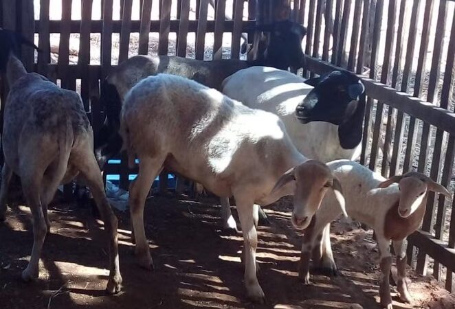 Mortes repentinas de cabras e ovelhas podem ter sido provocadas por vacina, diz secretário de cidade no PI com mais de 100 óbitos