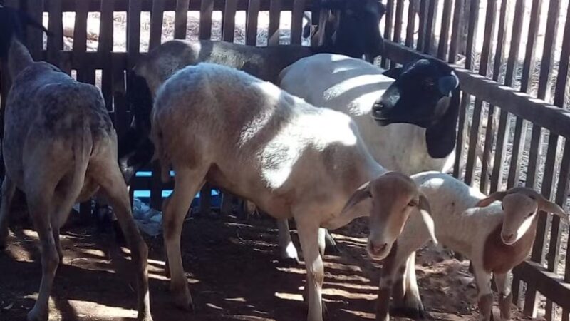 Ministério da Agricultura suspende uso de lotes de vacina após morte de mais de 100 animais no Piauí