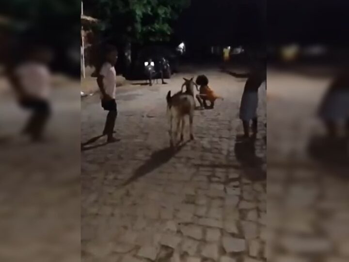 Bode viraliza ao brincar de “batatinha frita 1, 2, 3” no Piauí.  Vídeo