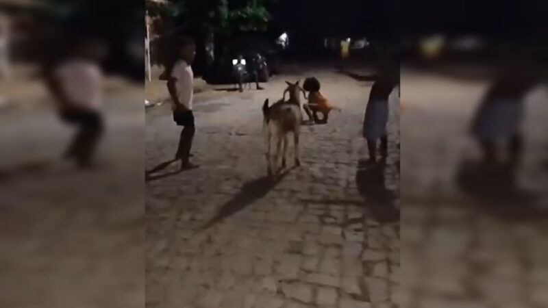 Bode viraliza ao brincar de “batatinha frita 1, 2, 3” no Piauí.  Vídeo