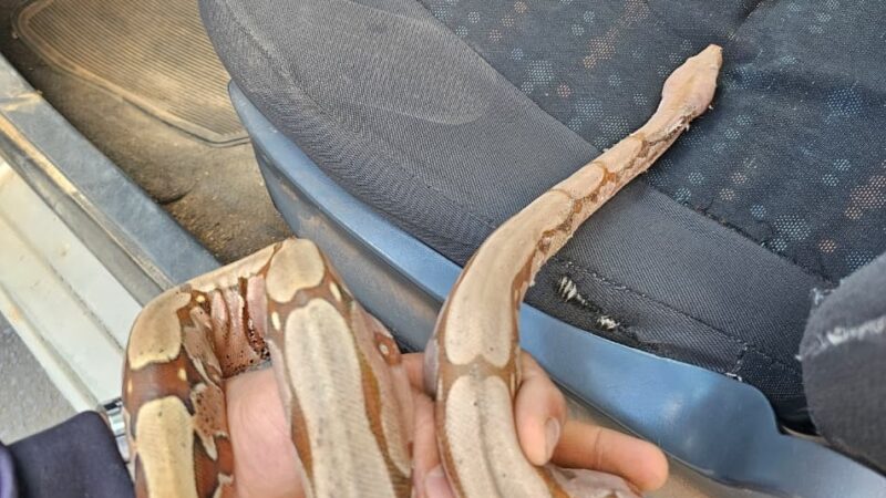 Motorista entra em desespero ao se deparar com serpente roçando seus pés durante percurso de entregas em Piripiri