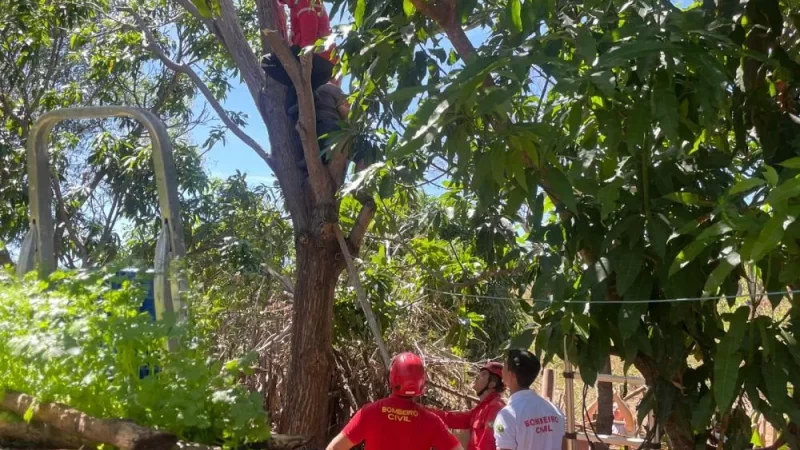 Homem é resgatado após ficar preso em árvore na zona rural de Pedro II