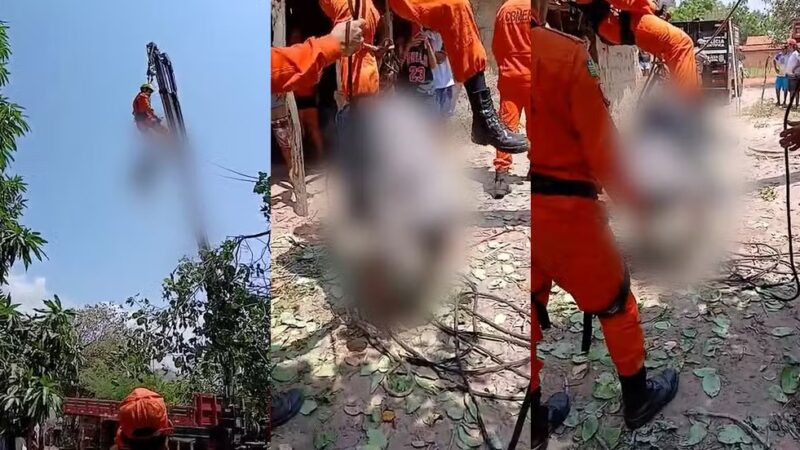 Homem morre ao ser atingido por galho de cajueiro durante poda no litoral do Piauí