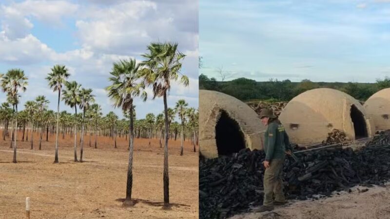 Piauí é o maior produtor de pó de carnaúba do Brasil, mas produção apresenta queda de 7,4%