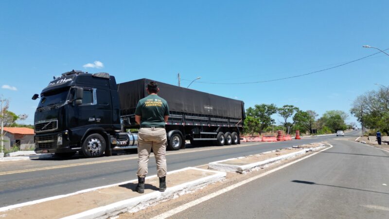 Operação Custodia Naturae já apreendeu 294 m³ de madeira ilegal no Piauí em 2025