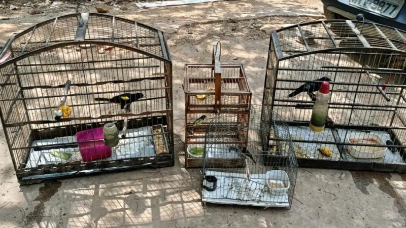 Operação conjunta da PM e Ibama apreende armas e resgata animais silvestres no Piauí