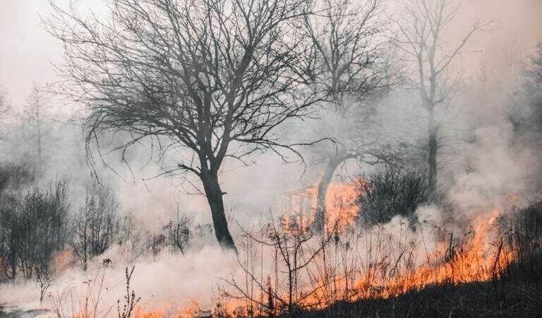 Piauí registra redução de 11% nos incêndios após primeira quinzena de portaria que proíbe queimadas