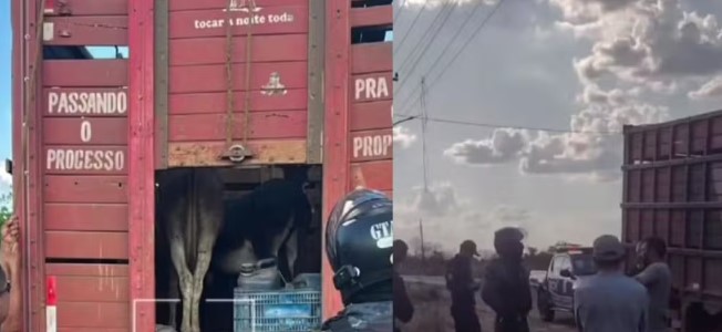 Piauienses são presos suspeitos de furtar 20 jumentos para vender como carne bovina