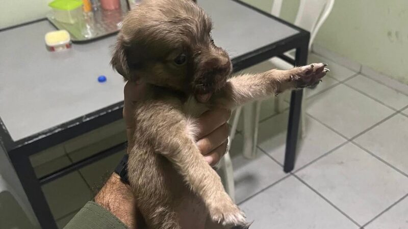 Polícia Militar resgata filhote de cachorro na PI-112 e adota animal como mascote de batalhão no Piauí