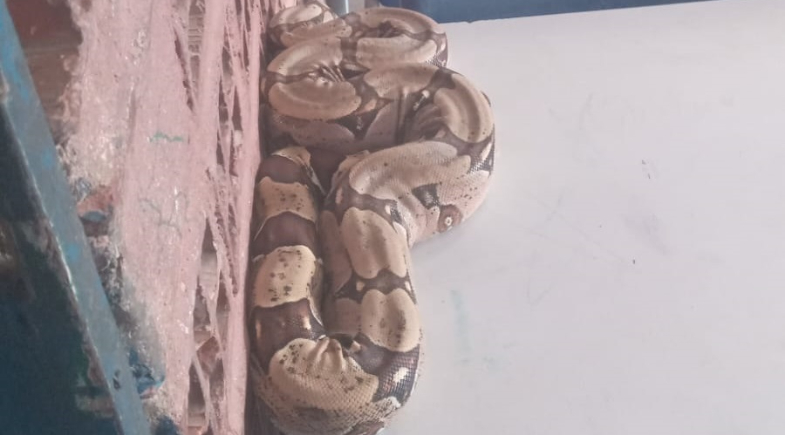 Jiboia é encontrada dentro de sala de aula e assusta alunos em escola de Parnaíba